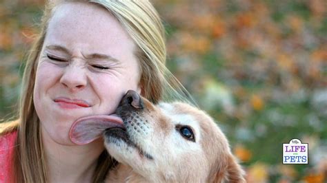 Pets that have licked their anus can potentially pass the parasite eggs to humans during facial licking. With the exception of two single celled parasites, Giardia and Cryptosporidia, this type of infection is not likely. Most parasite eggs are not infective directly from the anus. They must undergo a period of maturation in the feces or ...